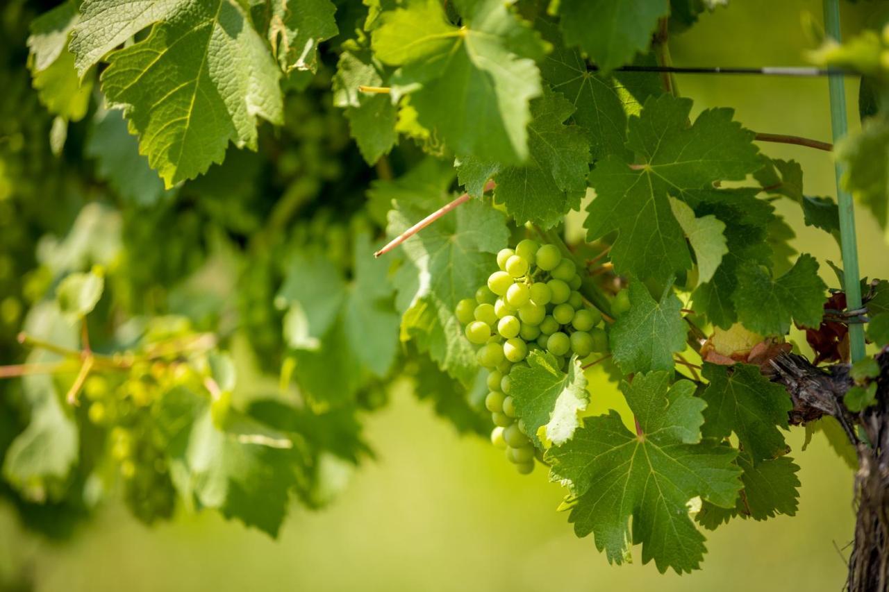 Weingut-Gaestehaus Birnstingl Gamlitz Esterno foto